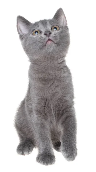 Cute Kitten Playing Look Isolated White Background — Stock Photo, Image