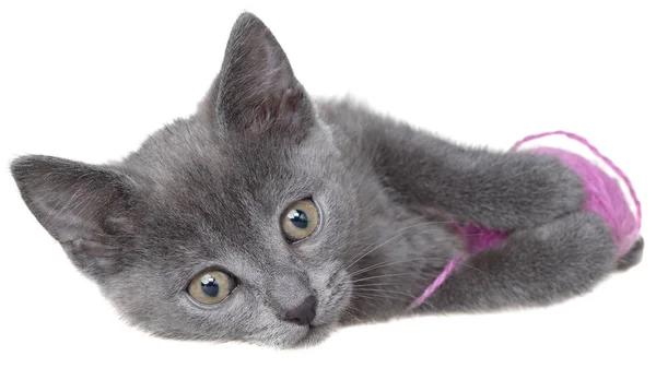 Pequeno Gatinho Cinza Shorthair Leigos Joga Com Bola Fio Isolado — Fotografia de Stock