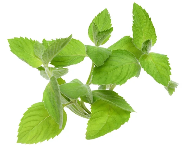 Sprig of leaf mint close-up isolated — Stock Photo, Image