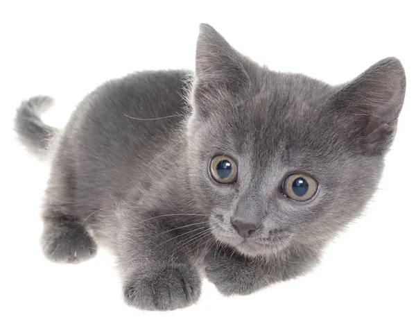 Small Gray Shorthair Kitten Lie Isolated White Background — Stock Photo, Image