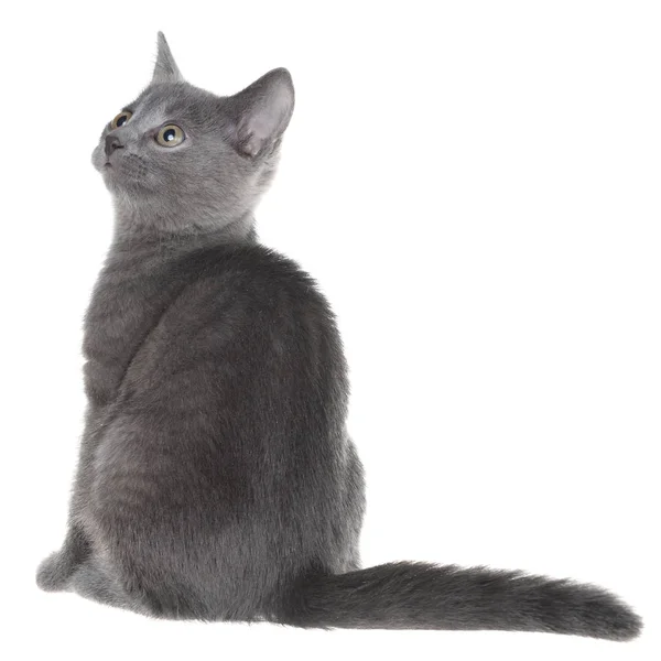 Small Gray Shorthair Kitten Sitting Isolated White Background — Stock Photo, Image