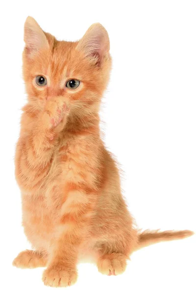 Oranje kitten vergadering geïsoleerd — Stockfoto