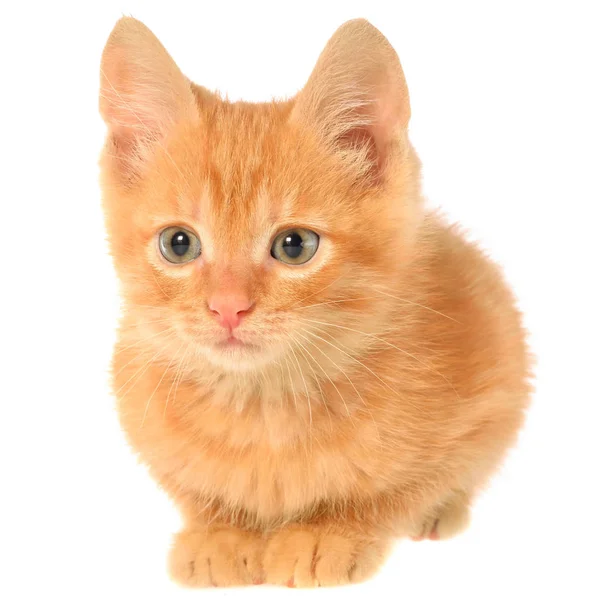 Pomarańczowy kotek kładzie się na boku — Zdjęcie stockowe