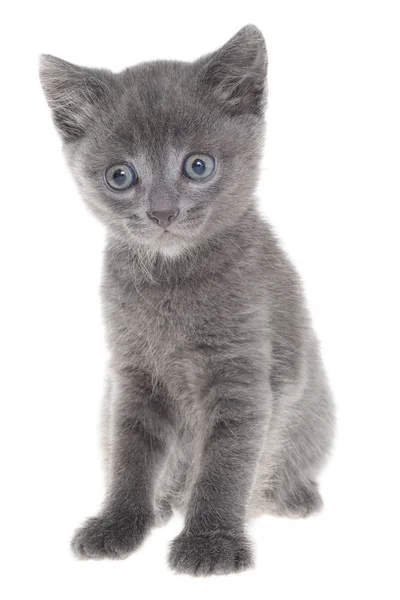 在白色背景上孤零零地坐着的灰色短毛小猫 — 图库照片