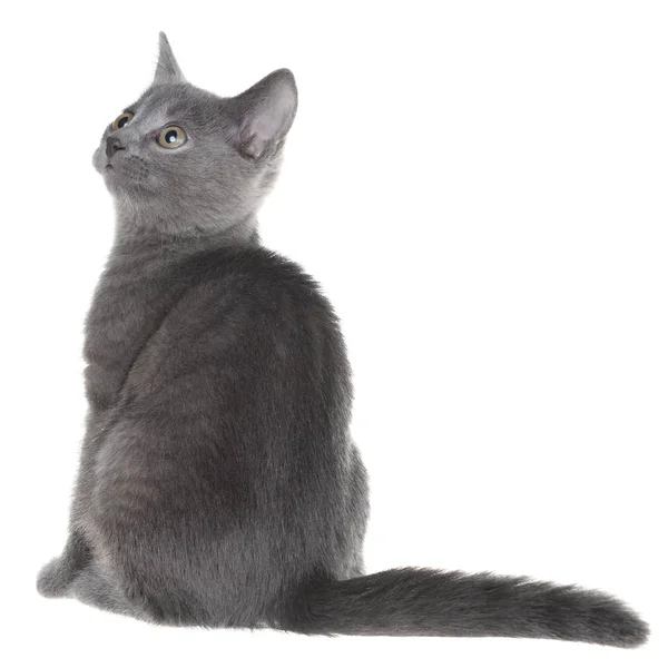 Small Gray Shorthair Kitten Sitting Isolated White Background Stock Picture