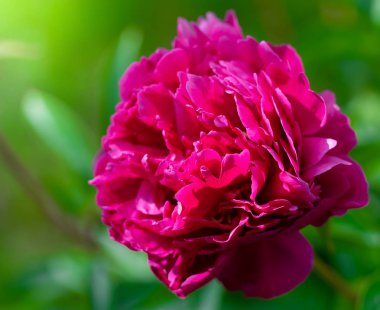 Pembe şakayık çiçeği.