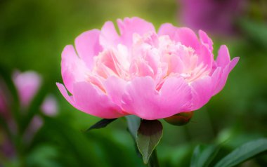 Pembe şakayık çiçeği.