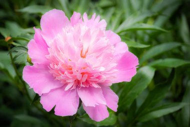 Pembe şakayık çiçeği.