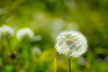 Dandelions üzerinde arka plan bulanık