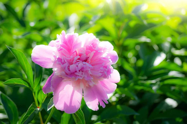 Flor de peônia rosa fechar — Fotografia de Stock
