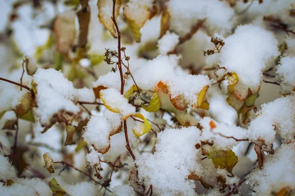 Dry plant covered with snow — Stock Photo, Image