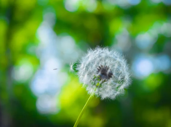 Dandelions on a blurred background — Stock Photo, Image