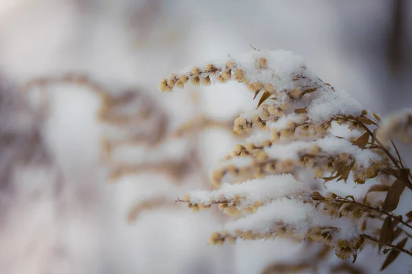 Dry plant covered with snow — Stock Photo, Image