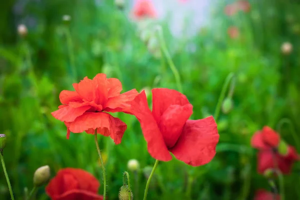 Červený mák květina zpět osvětlené — Stock fotografie