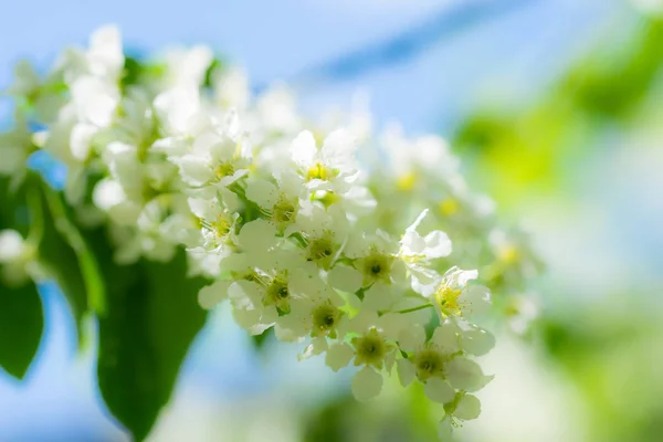 Ramo di ciliegio uccello fiorito in fiori bianchi — Foto Stock