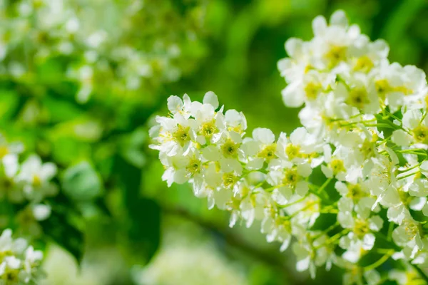 Ramo di ciliegio uccello fiorito in fiori bianchi — Foto Stock