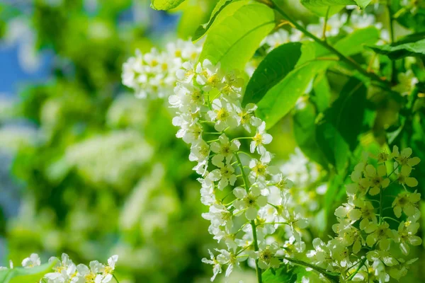 Větev z květu střemchová v bílé květy — Stock fotografie