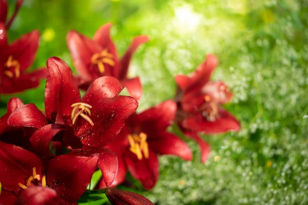 Flores de lírios vermelhos no jardim — Fotografia de Stock