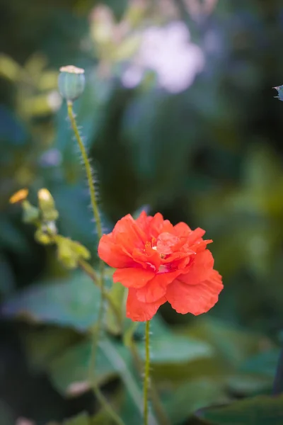 赤いケシの花をバックライト — ストック写真