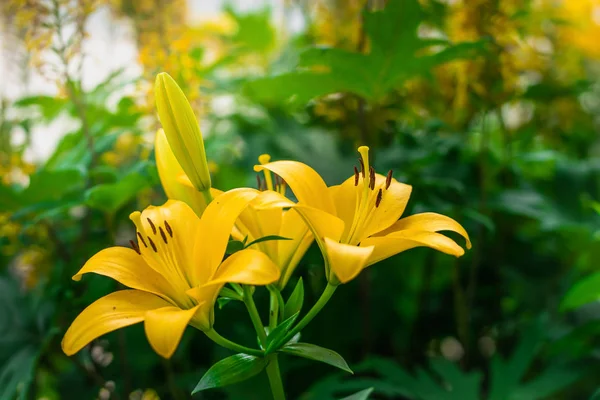 Flori de crin galben — Fotografie, imagine de stoc