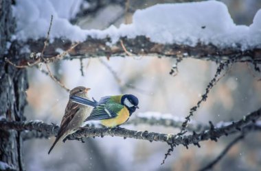 Karlı bir kış gününde meme faresi