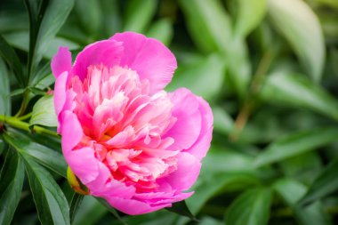 Pembe şakayık çiçeği.