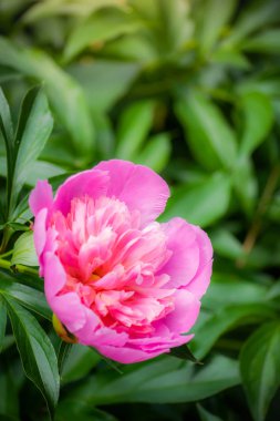 Pembe şakayık çiçeği.