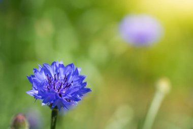 Mavi çiçek, yakın.