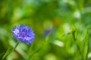 Mavi çiçek, yakın.