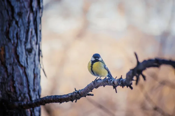 Tit sitting on a tree branch. — Stock Photo, Image