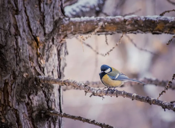 Titmouse em um dia de inverno nevado — Fotografia de Stock