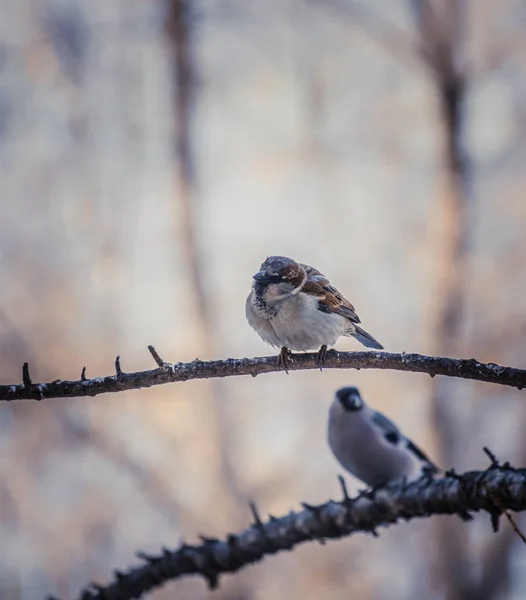 Gorrión sentado en una rama de árbol . — Foto de Stock