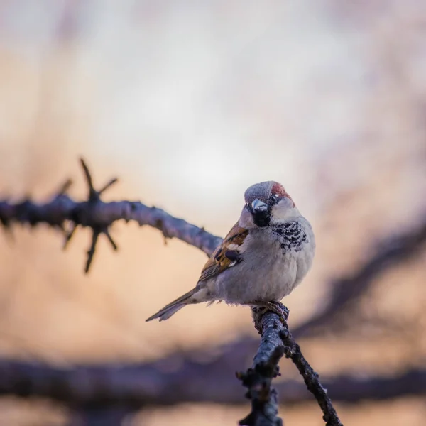 Sparrow sitting on a tree branch. — Stock Photo, Image