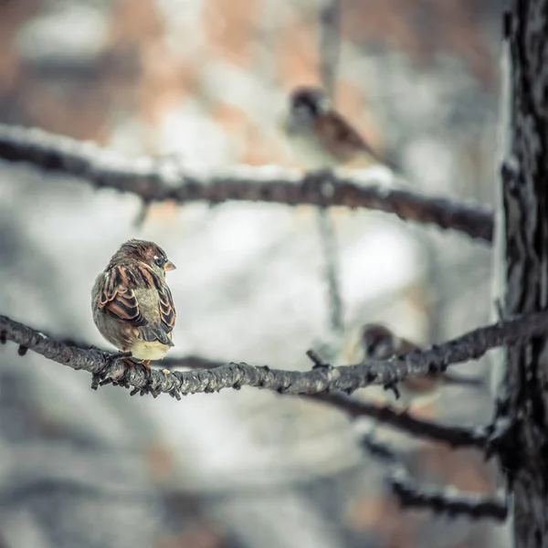 Vrabia stând pe o ramură de copac . — Fotografie, imagine de stoc