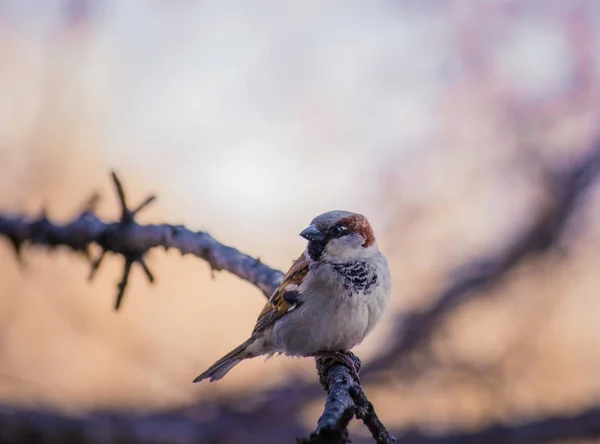 Sparrow sentado em um galho de árvore . — Fotografia de Stock