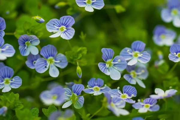 Синие цветы Speedwell крупным планом — стоковое фото