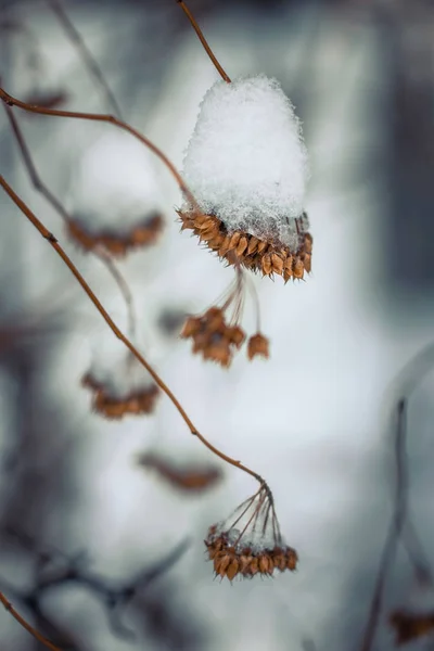 Dry plant covered with snow — Stock Photo, Image