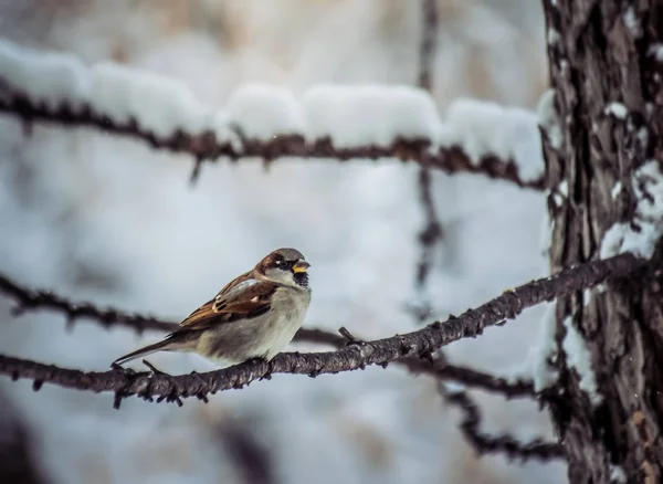 Sparrow sitting on a tree branch. — Stock Photo, Image