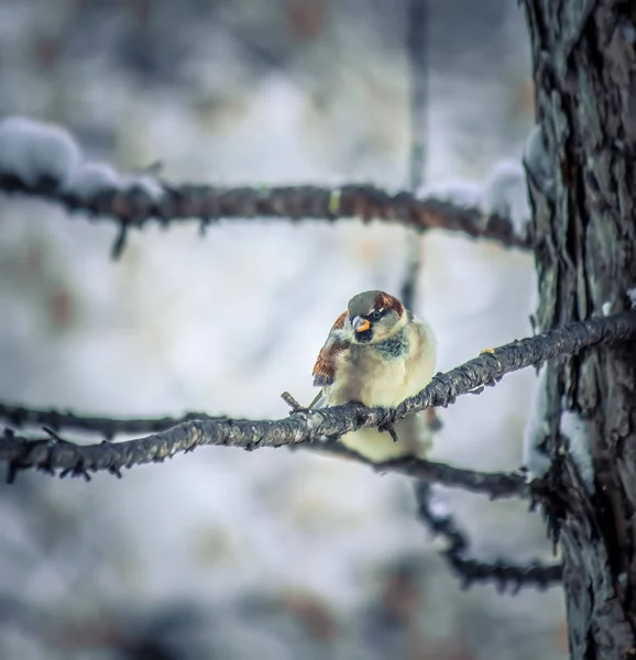 Sparrow sentado em um galho de árvore . — Fotografia de Stock