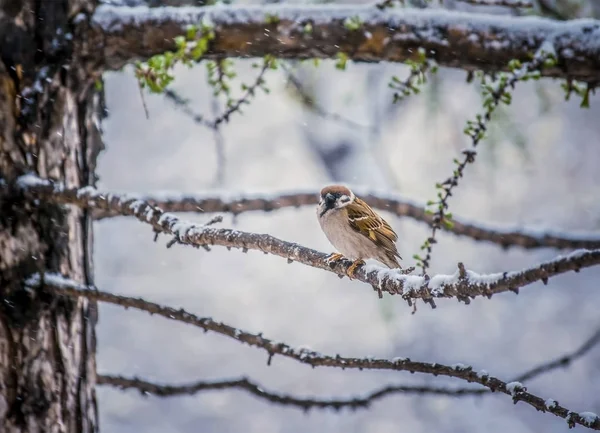 Sparrow na větev stromu. — Stock fotografie