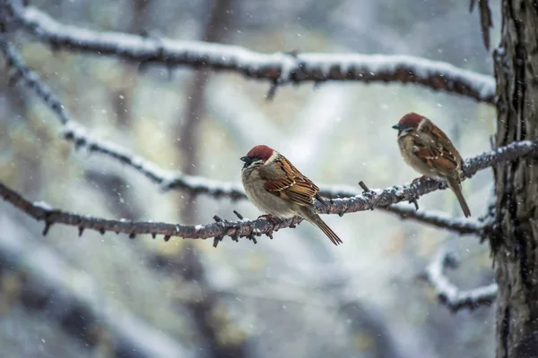 Sparrow Winter Day Sitting Tree Branch — Stock Photo, Image