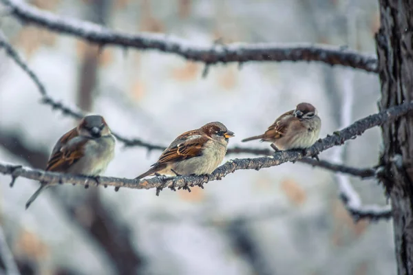 Gorrión sentado en una rama de árbol . — Foto de Stock