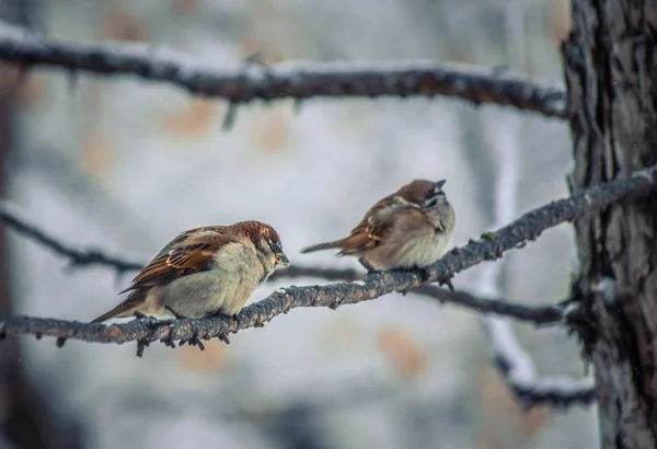 Gorrión sentado en una rama de árbol . — Foto de Stock