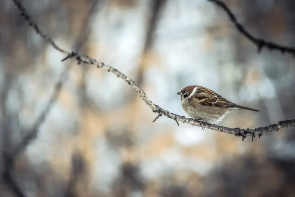 Bir ağaç dalı oturan serçe. — Stok fotoğraf