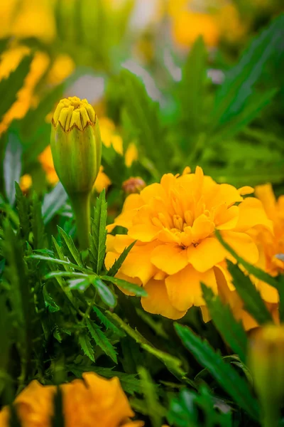 Flowering marigolds close-up. — Stock Photo, Image