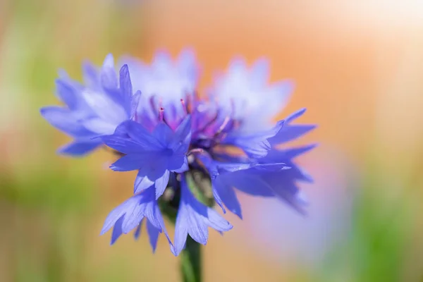 Fiore di fiordaliso blu da vicino — Foto Stock