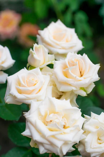 White rose flower on a blur background. — Stock Photo, Image