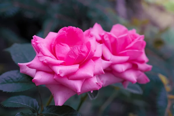 粉红玫瑰在绿色模糊的背景上紧密相连 — 图库照片