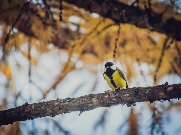 Tit sentado em um galho de árvore . — Fotografia de Stock