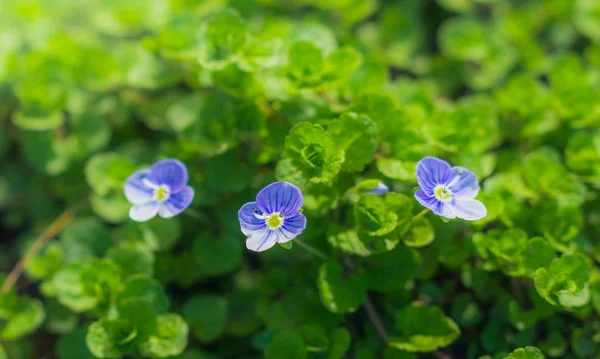 Синие цветы Speedwell крупным планом — стоковое фото